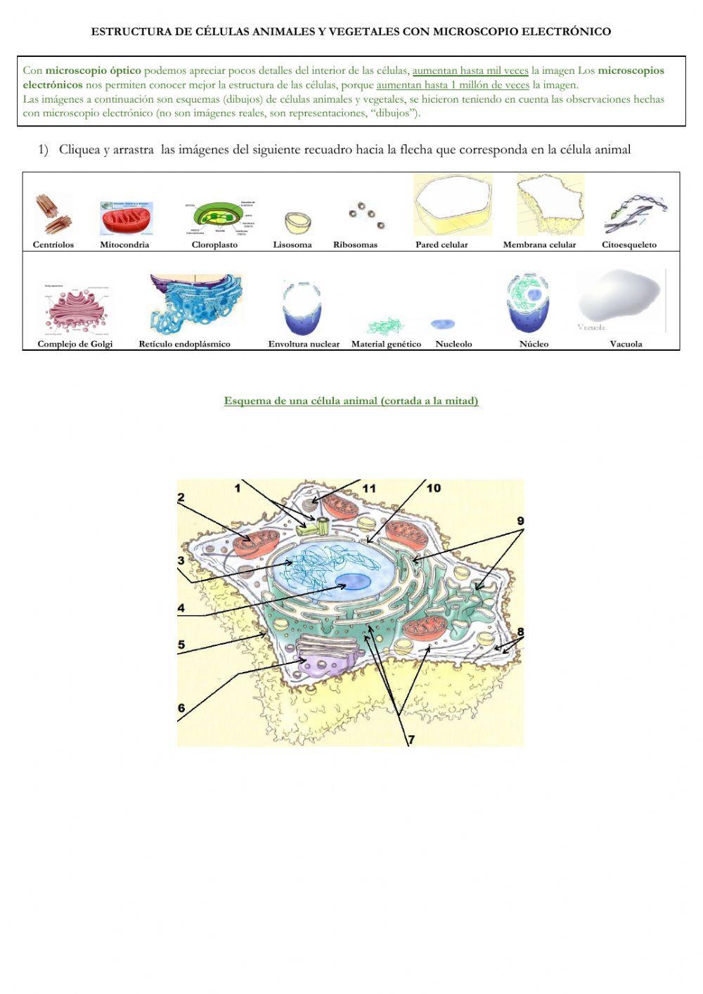 Estructura de células animal y vegetal