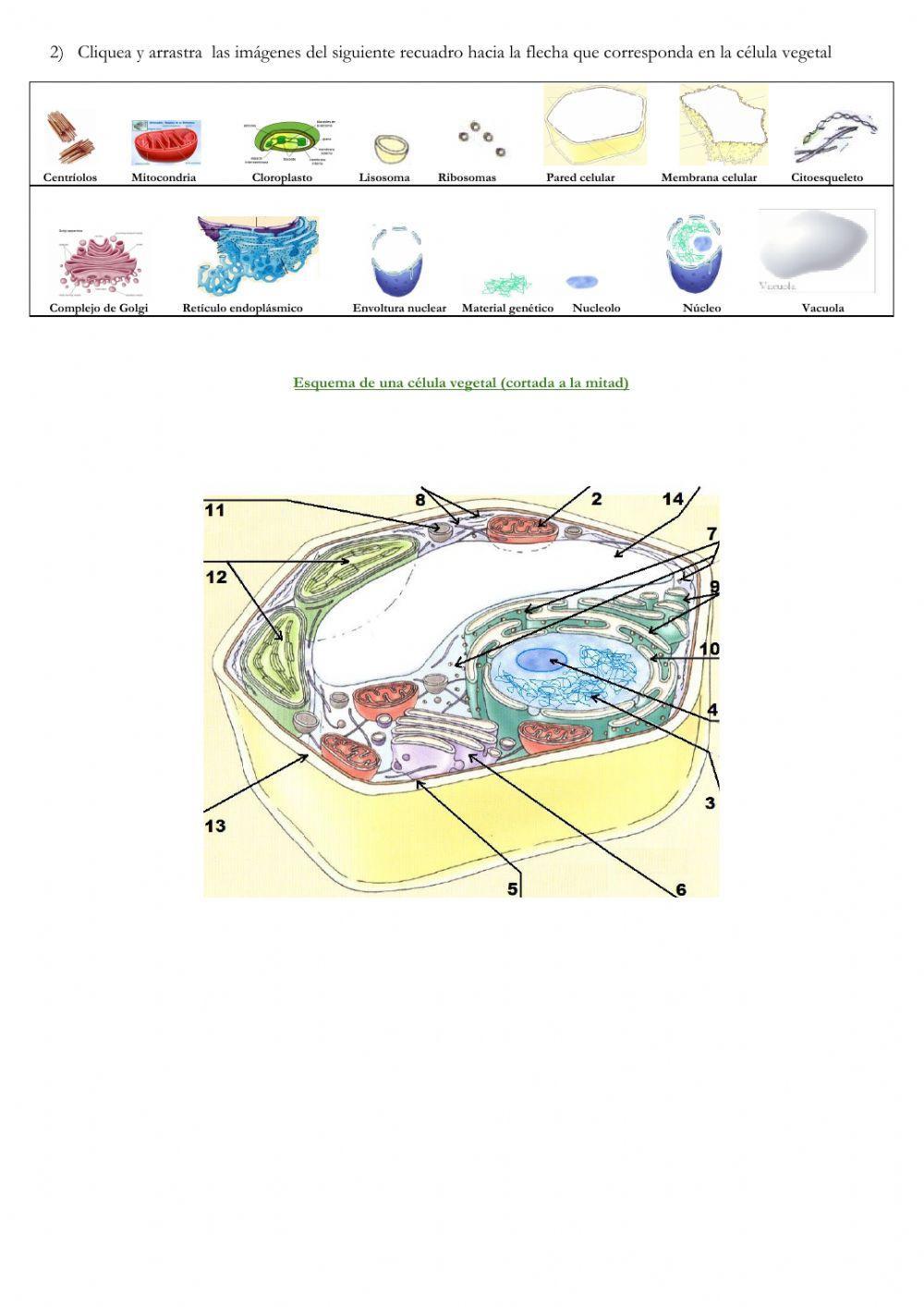 Estructura de células animal y vegetal