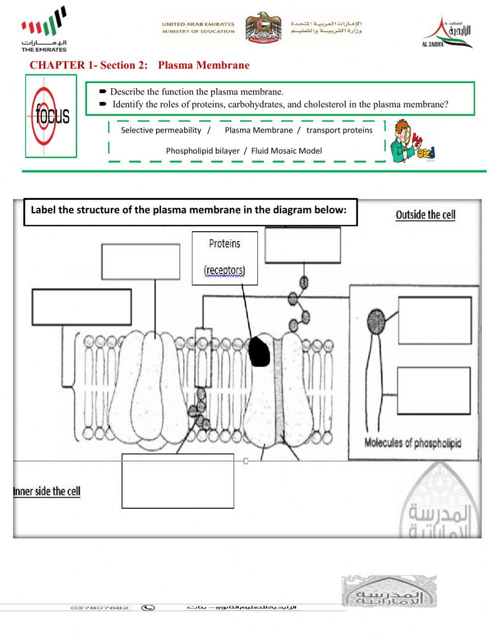 Plasma membrane worksheet | Live Worksheets