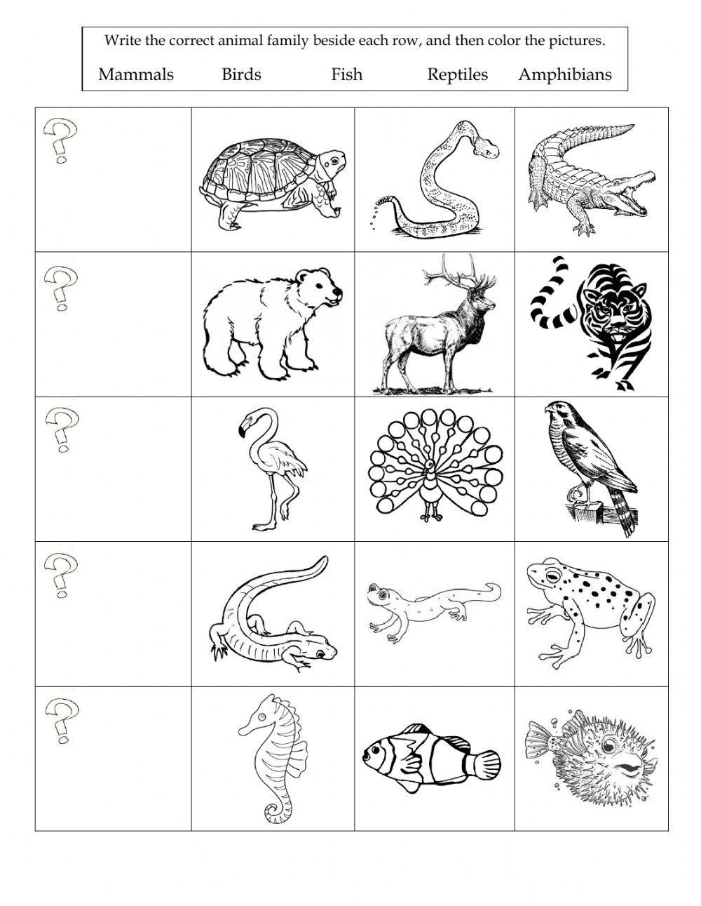 Animal Classification