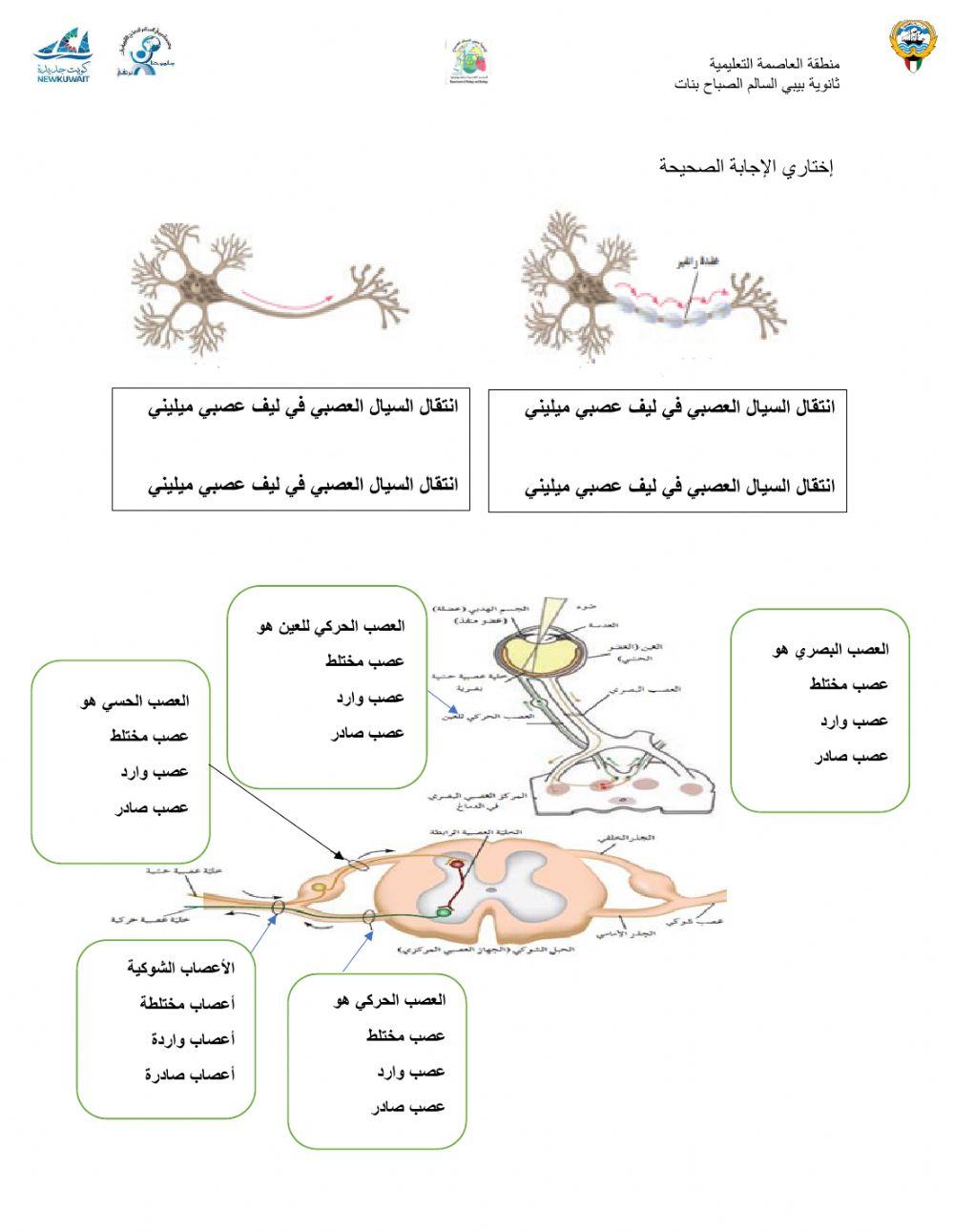 الجهاز العصبي