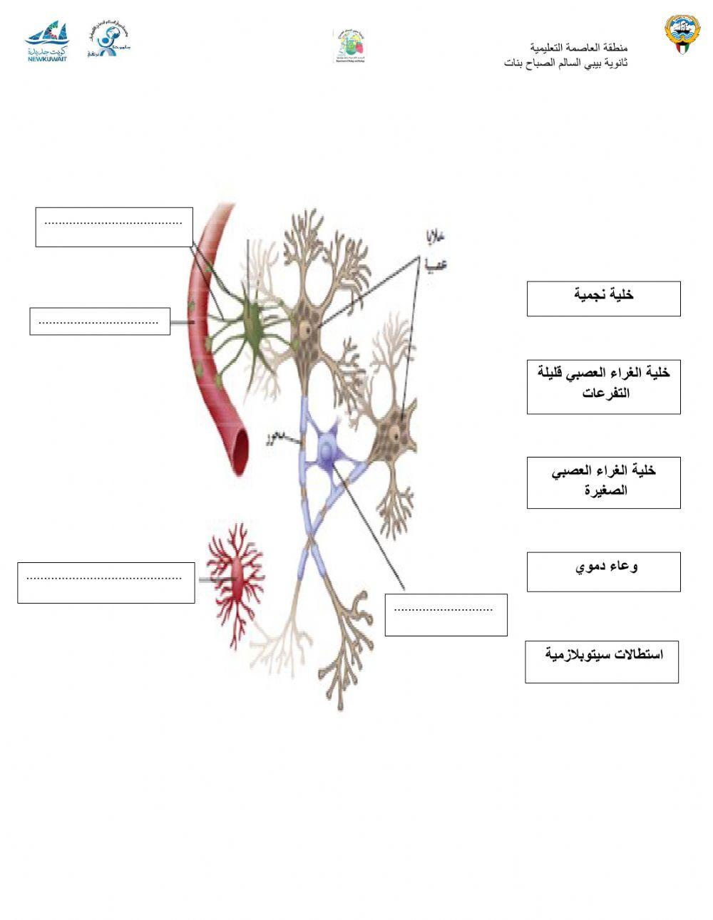 الجهاز العصبي