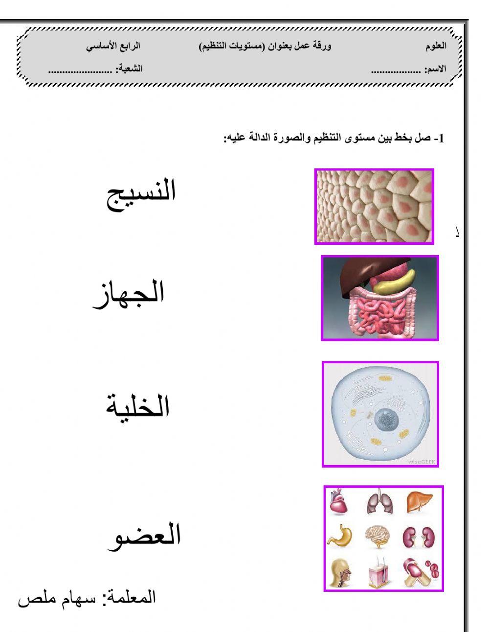 مستويات التنظيم