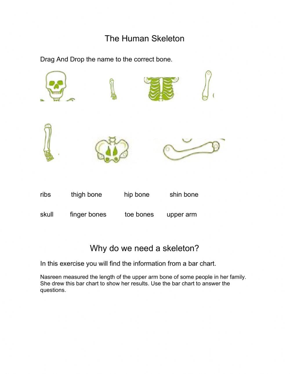 Bones & Muscles interactive worksheet | Live Worksheets