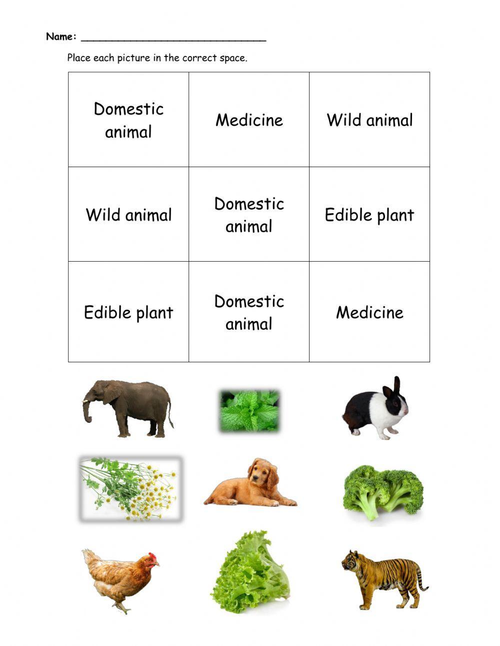 Sort plants and animals 354968 | Mrs Ashly | Live