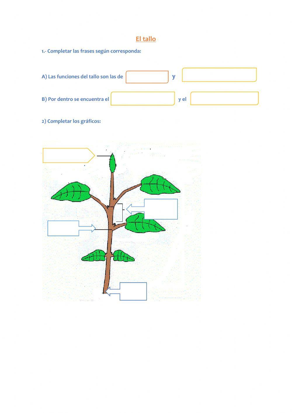 El tallo