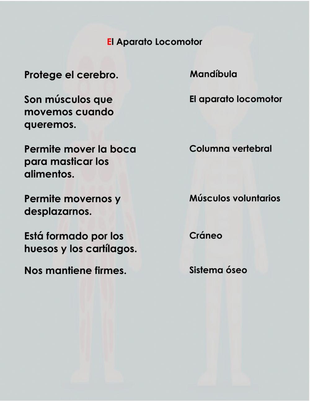 El sistema locomotor
