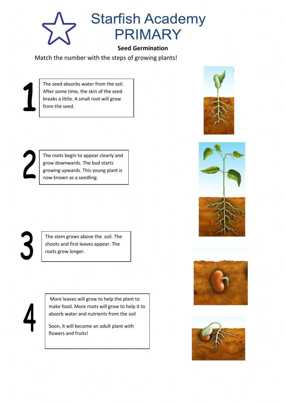 Seed Germination For Kids Worksheet