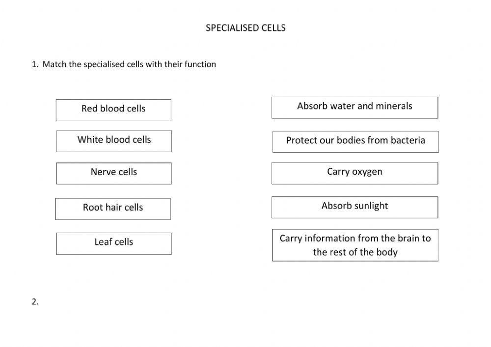 Cell structure and specialised cells