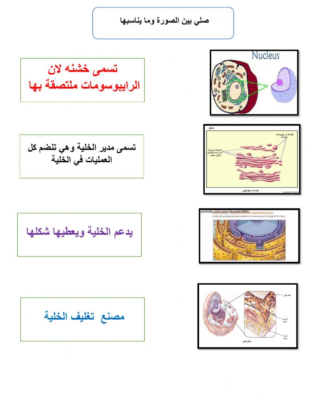 ورقة عمل الخلية
