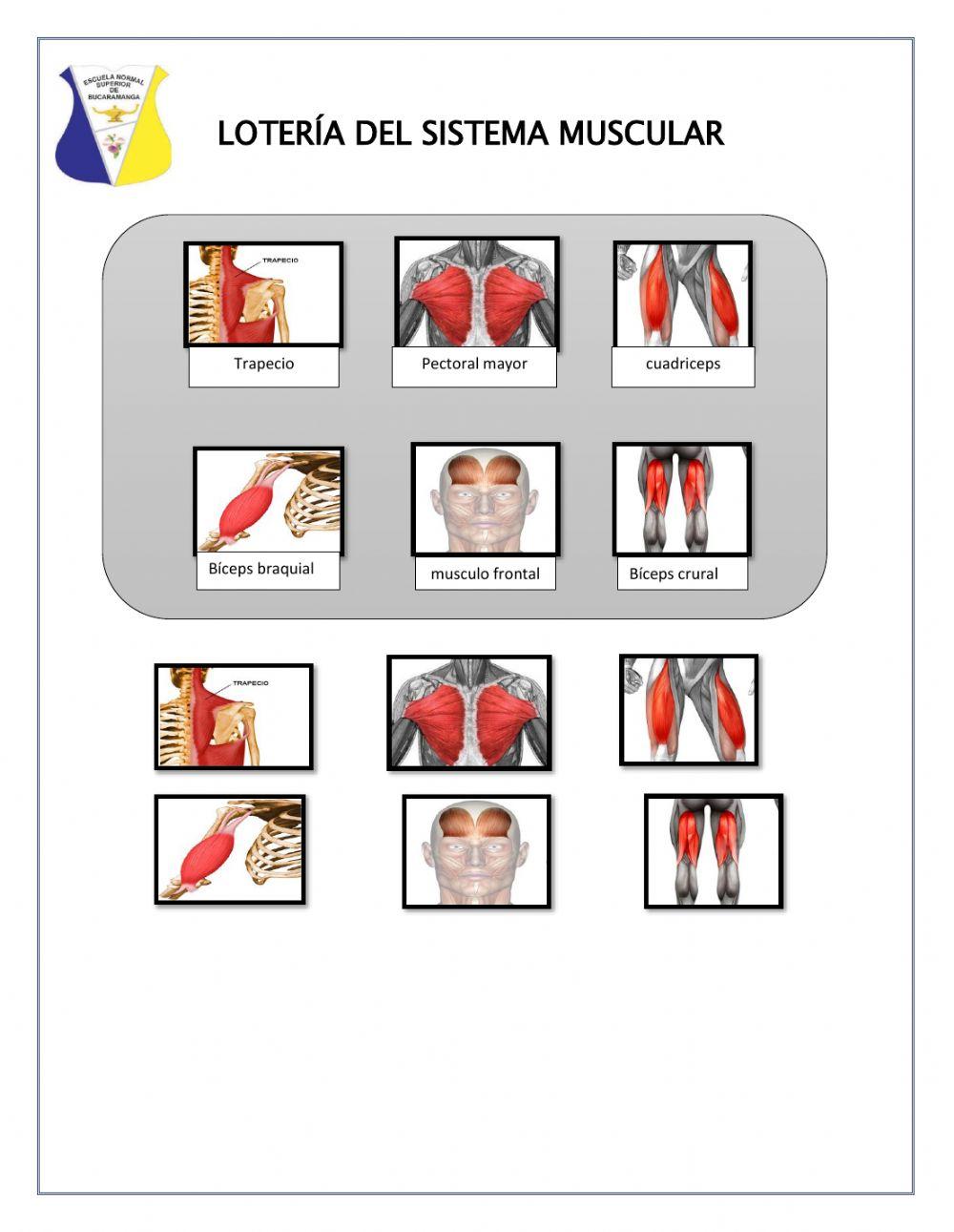 Lotería del sistema muscular