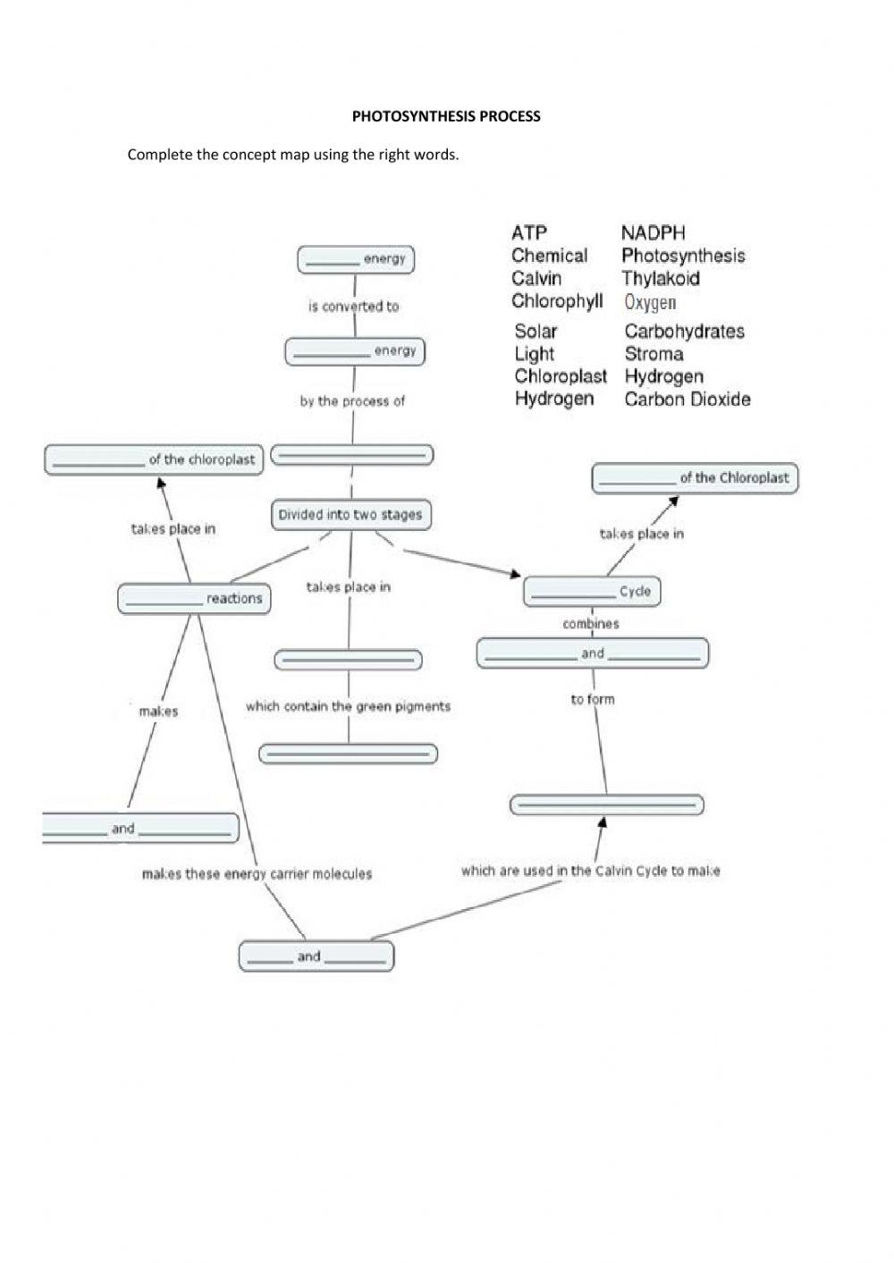 Photosynthesis concept map