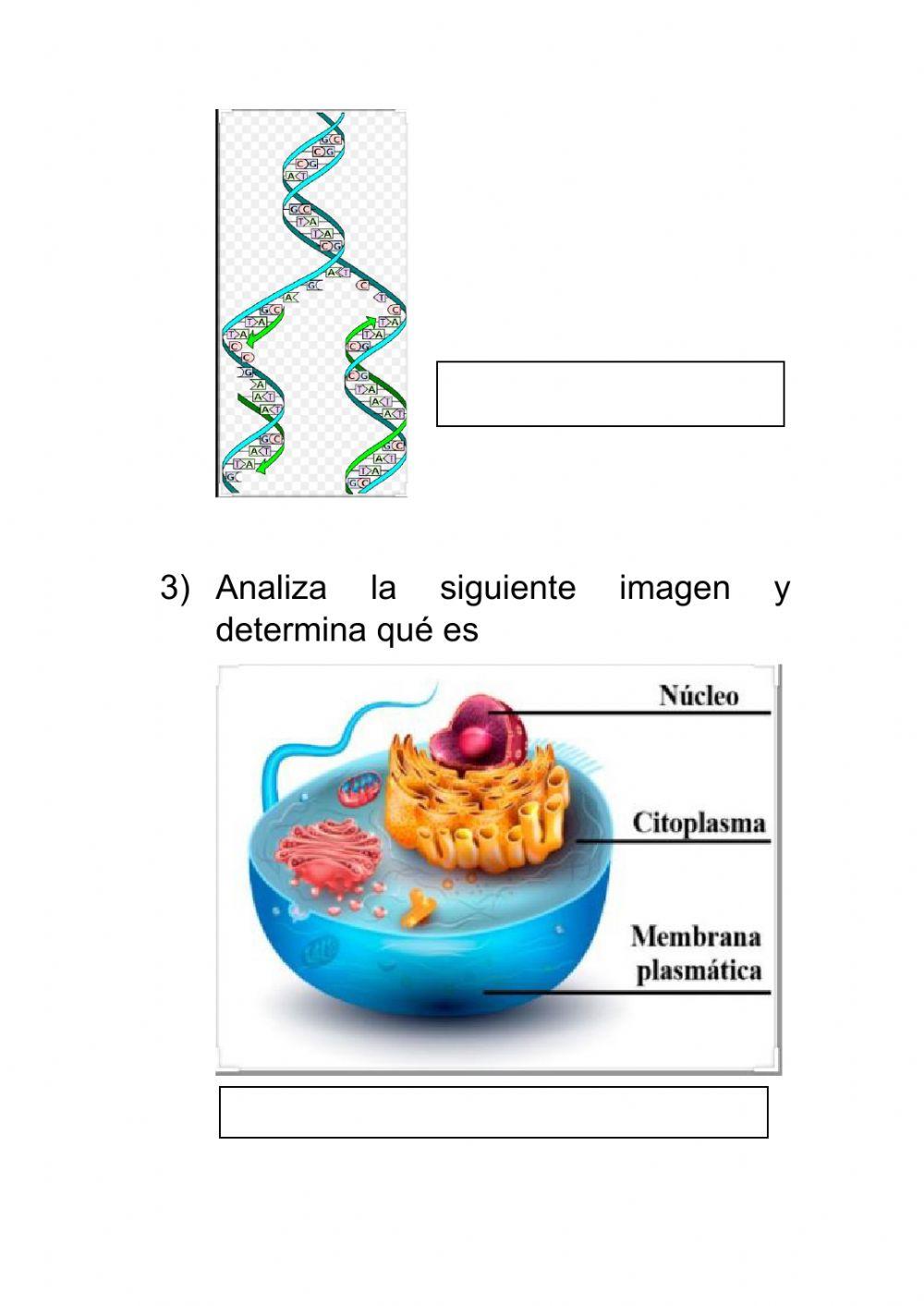Ciclo celular practico