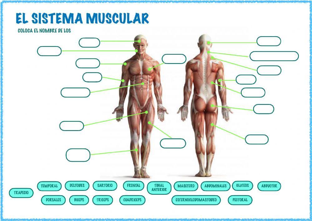 Sistema muscular