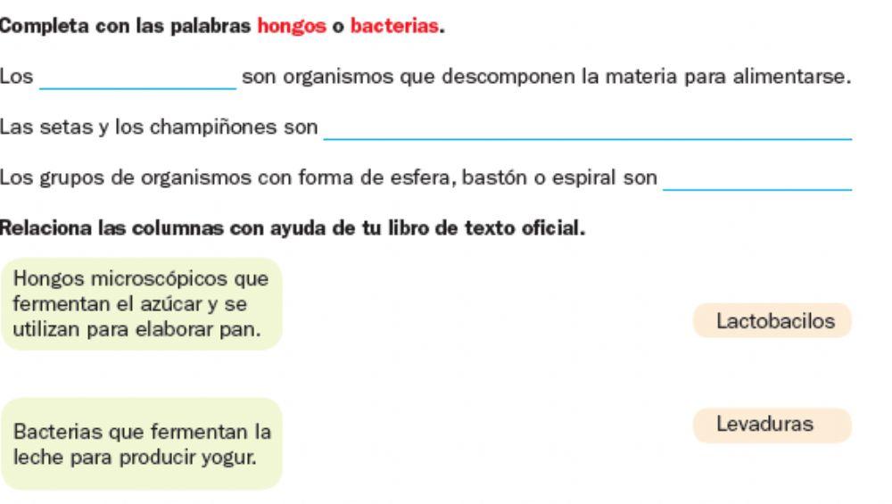 Hongos y bacterias