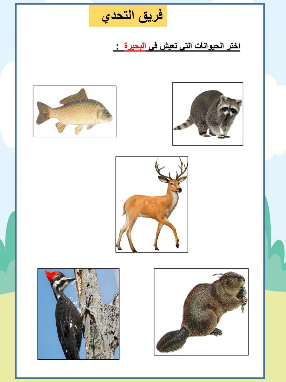 ما الموطن البيئي في البحيرة التحدي