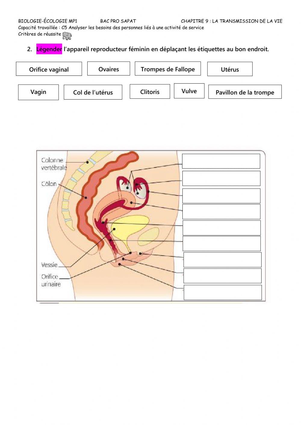 Appareils reproducteurs