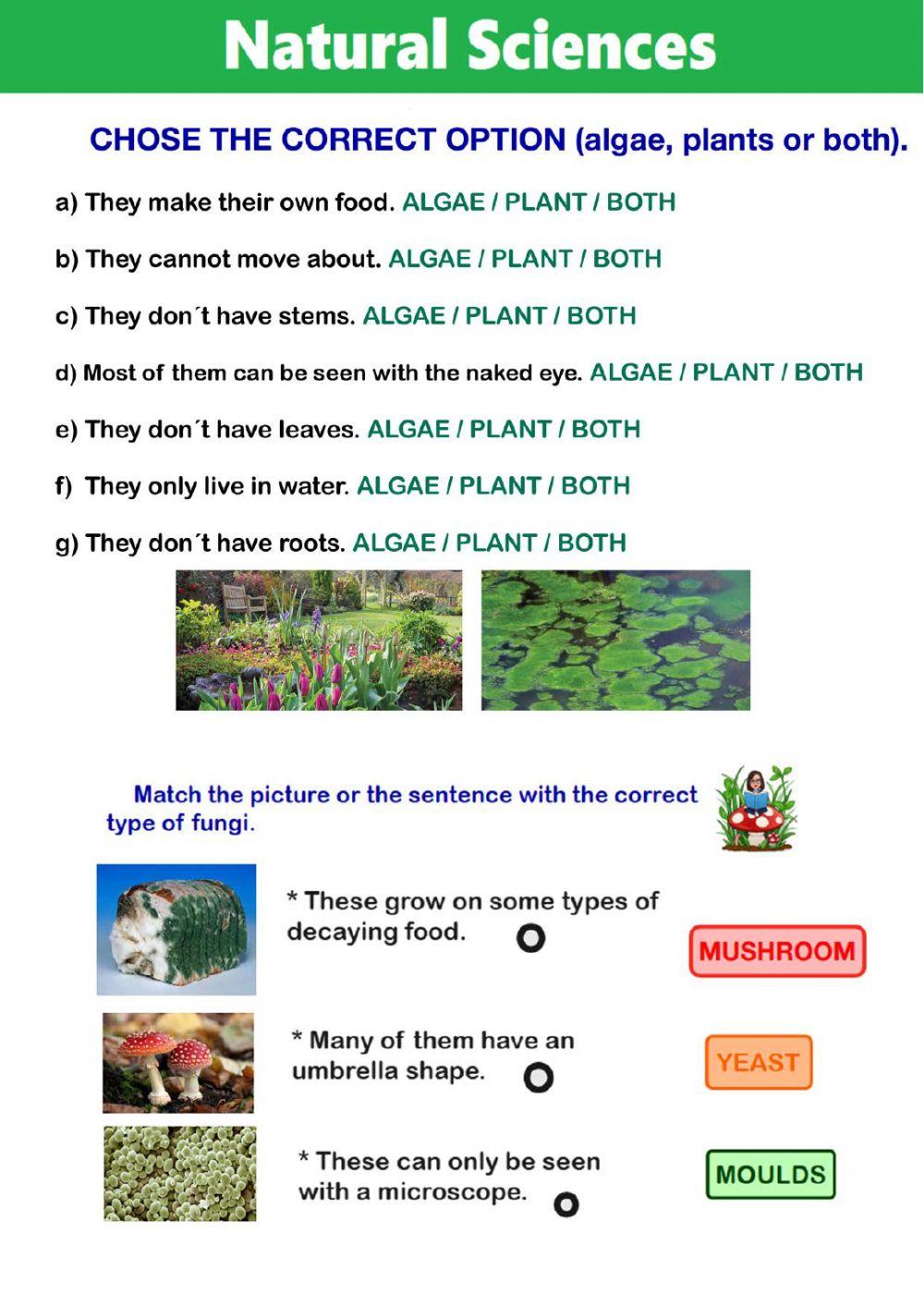 The Cell and Kingdoms