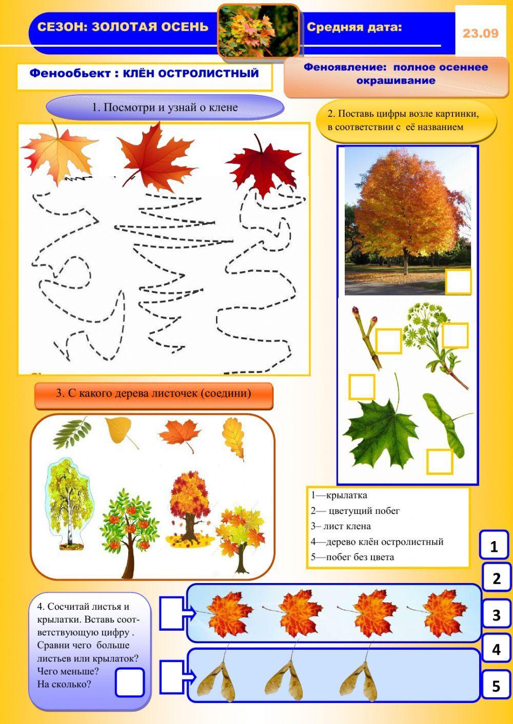 Фенология, осень, клен