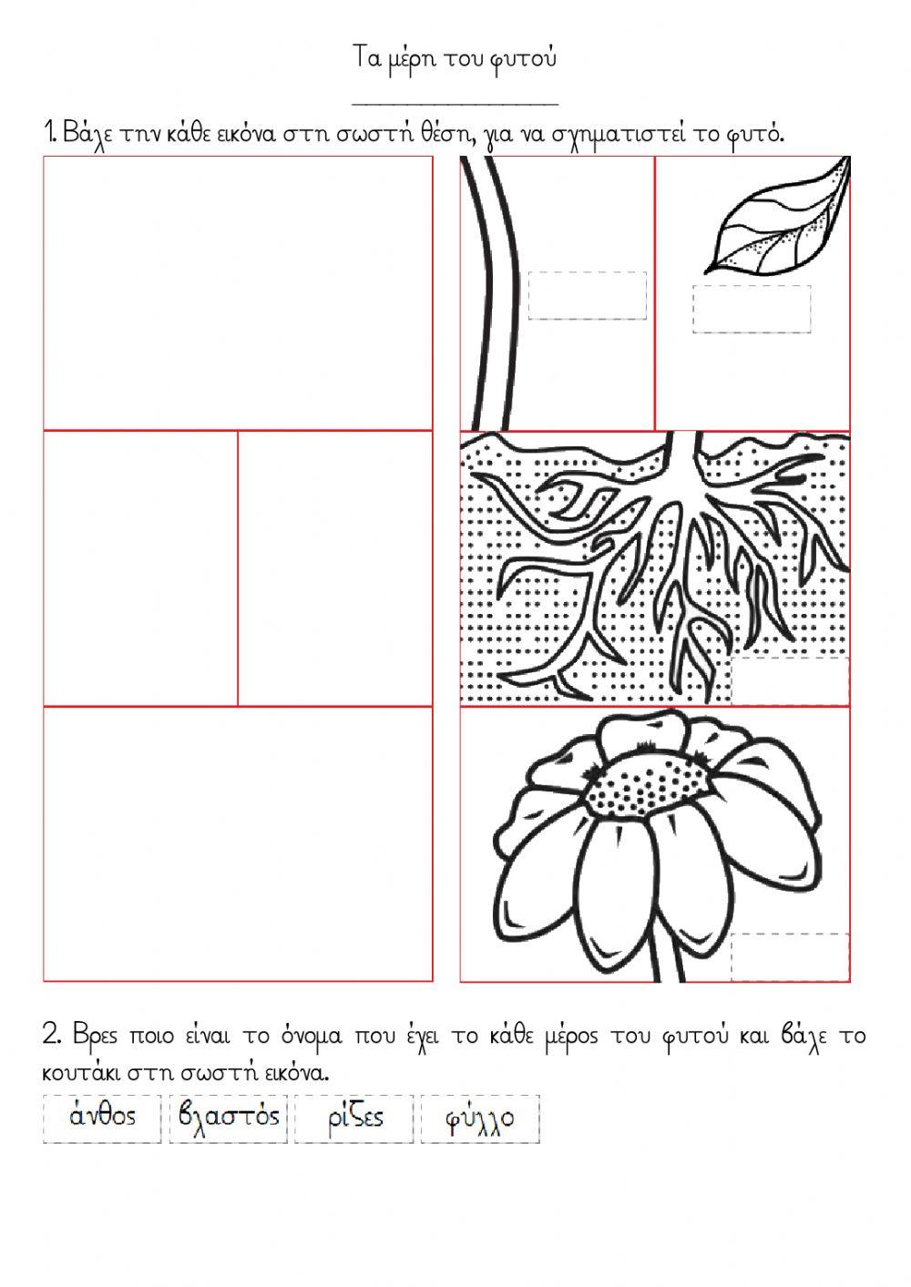 Τα μέρη του φυτού