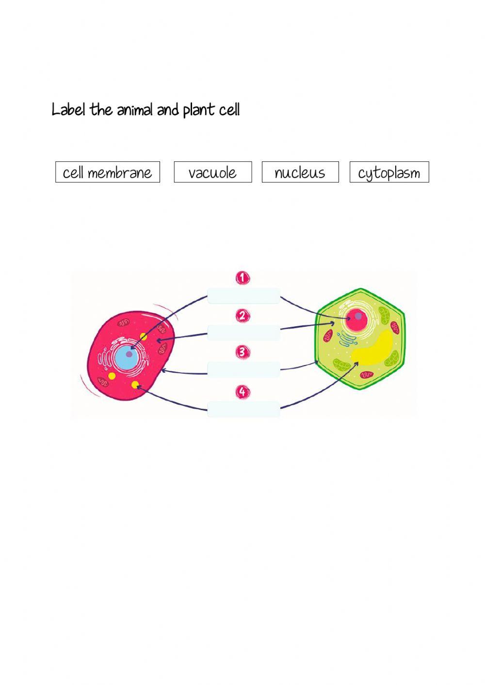 Animal and plan cell