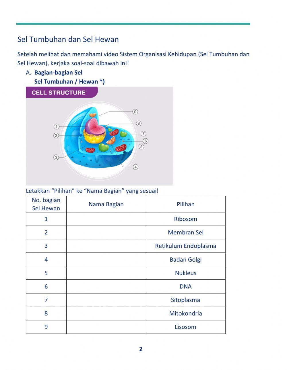 Sistem Organisasi Kehidupan