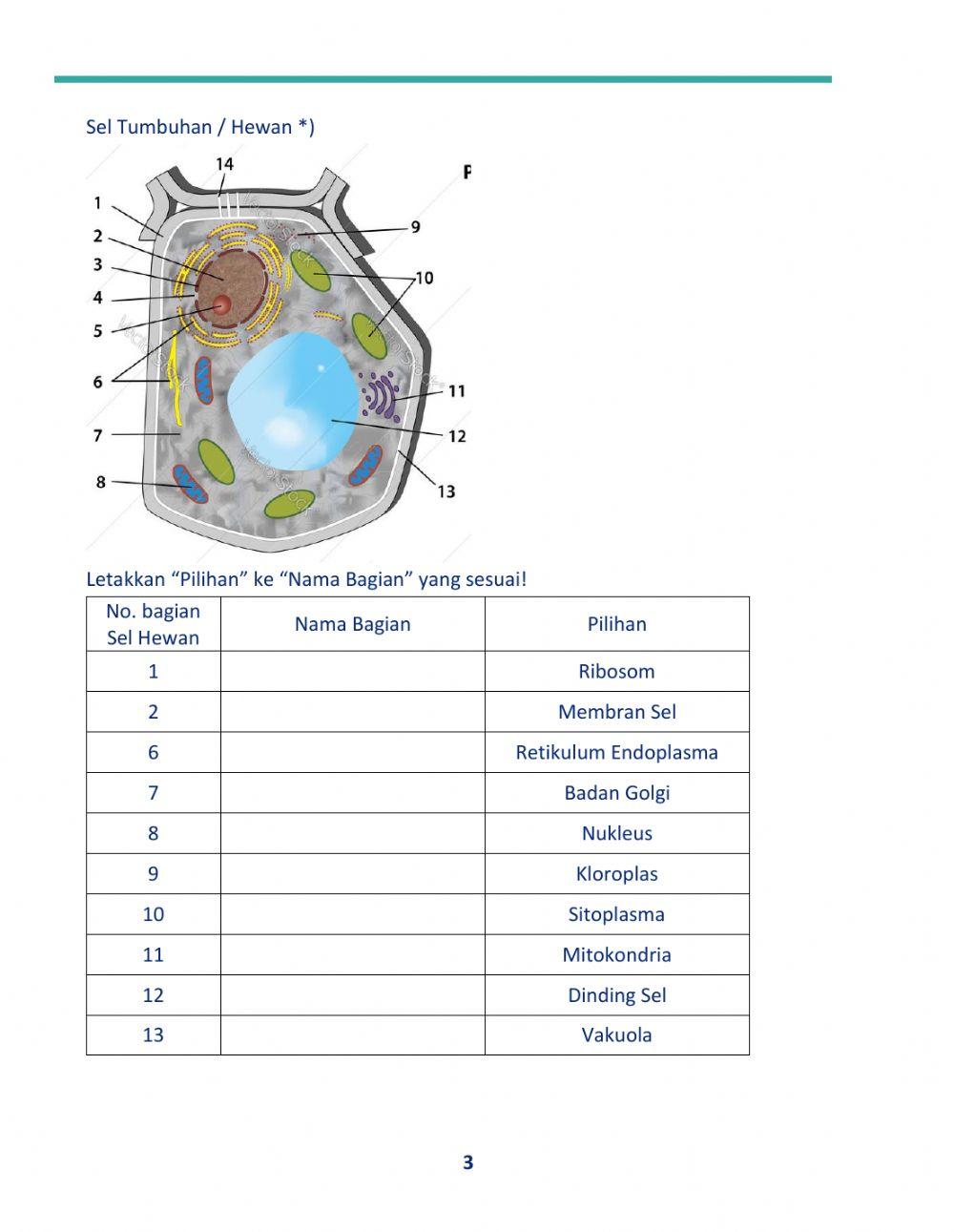 Sistem Organisasi Kehidupan
