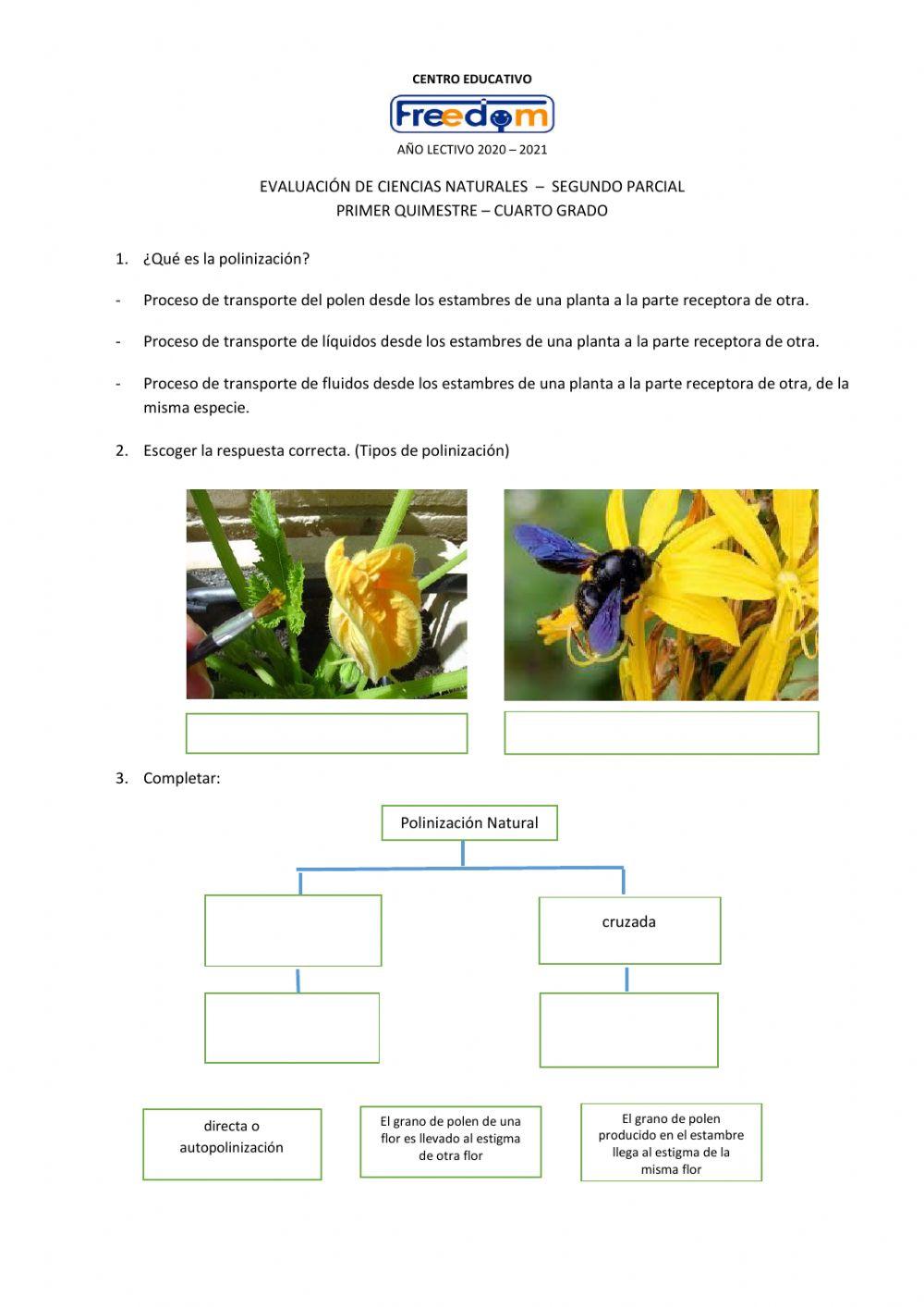 Evaluación-Segundo parcial-CCNN
