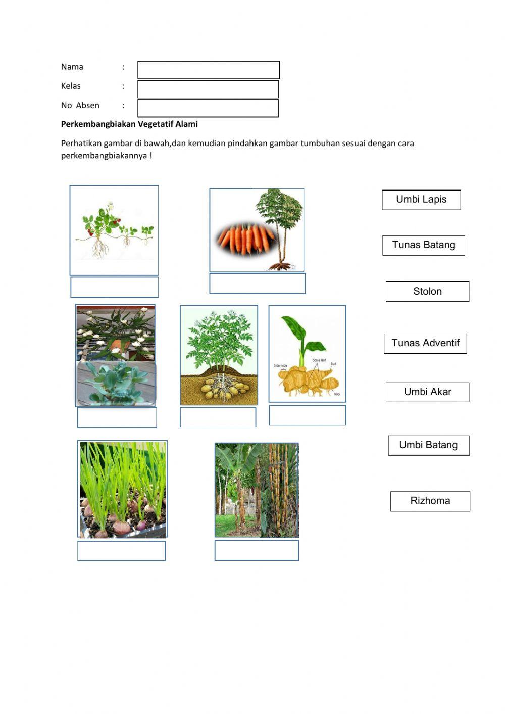 Perkembangbiakan Tumbuhan veg