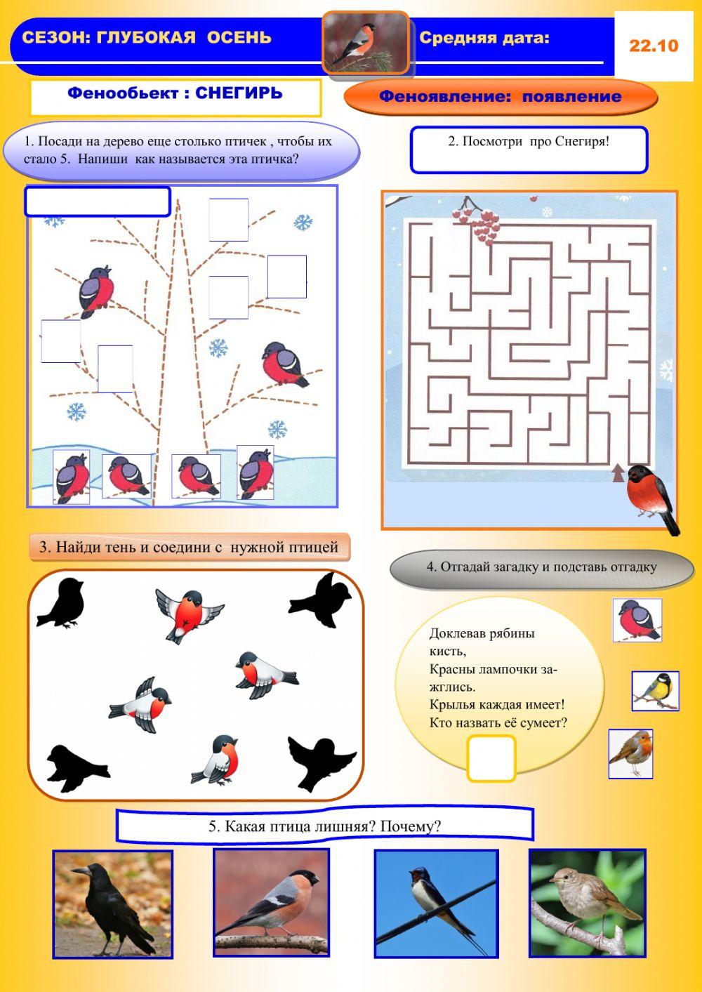 Фенология,осень,снегирь