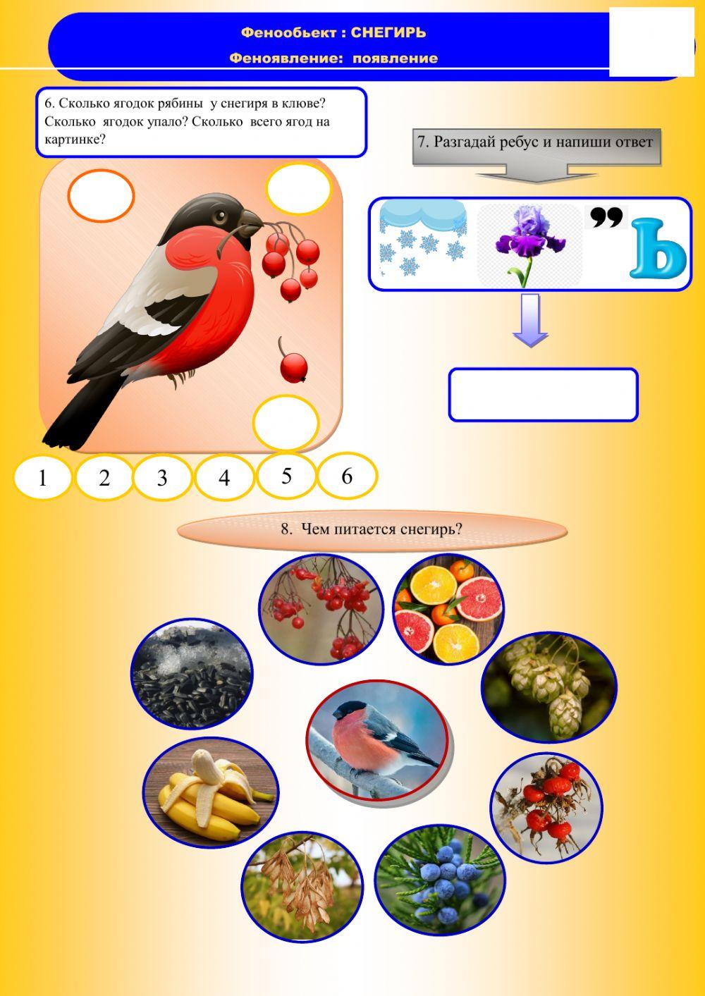 Фенология,осень,снегирь