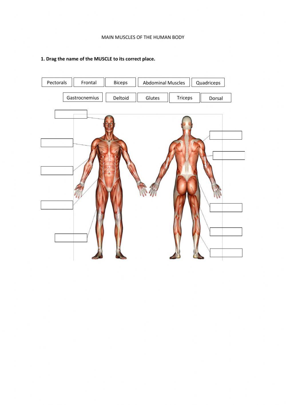 Main Muscles of the Human Body