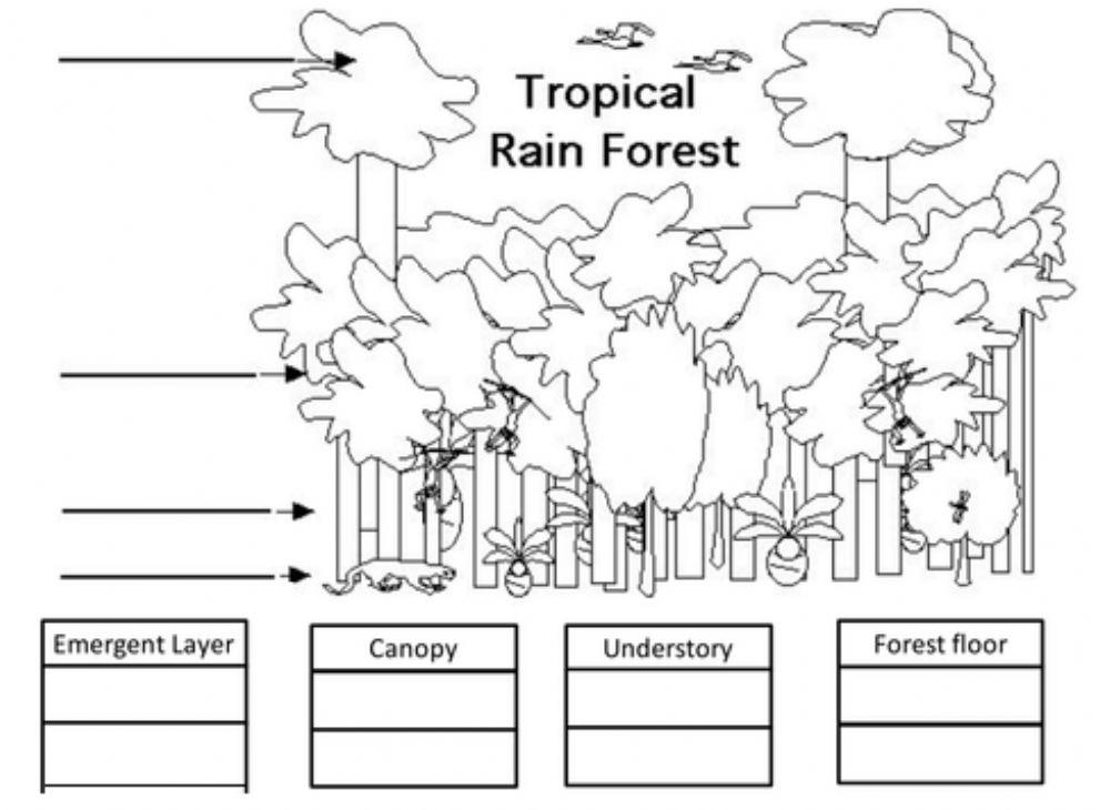 Layers of Rainforest Animals worksheet | Live Worksheets