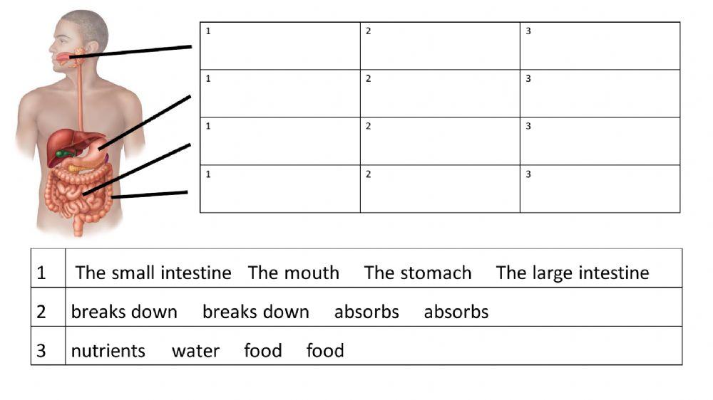 627129 Digestive system language structure