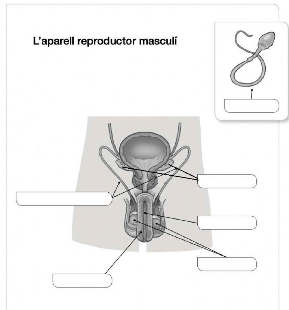 Aparell reproductor masculí