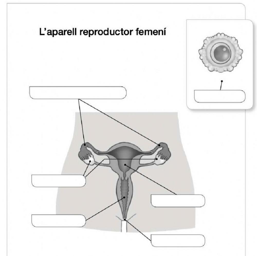 Els òrgans de l'aparell reproductor femení