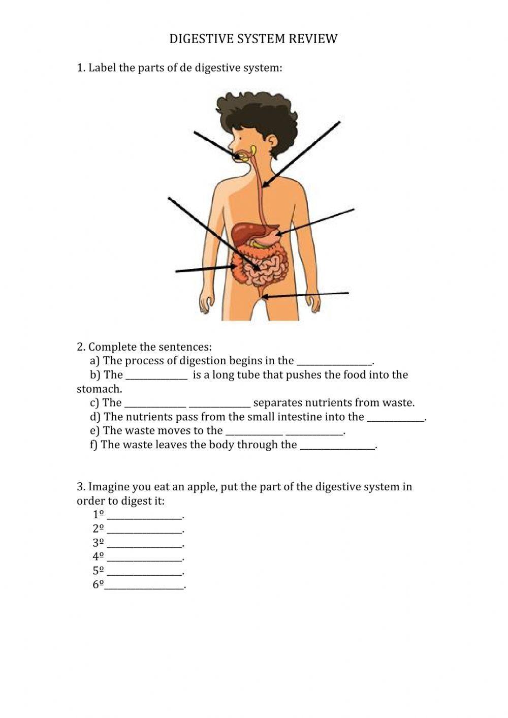 Digestive system review