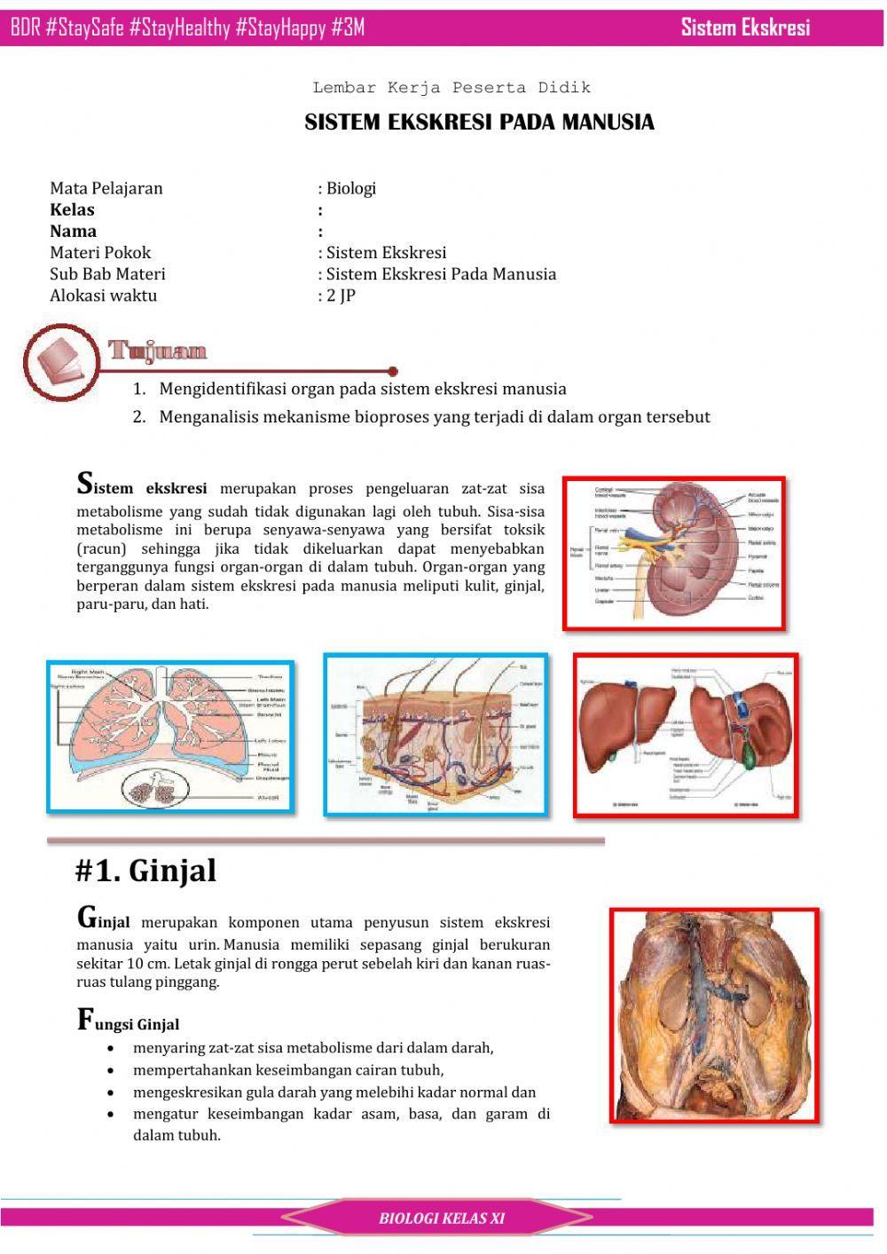 Lkpd sistem ekskresi