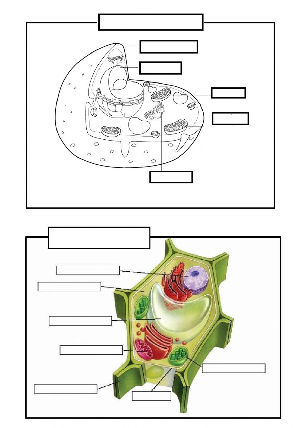 Animal and plant cell