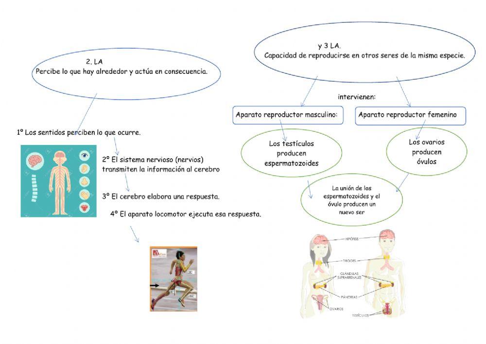 Las funciones vitales.
