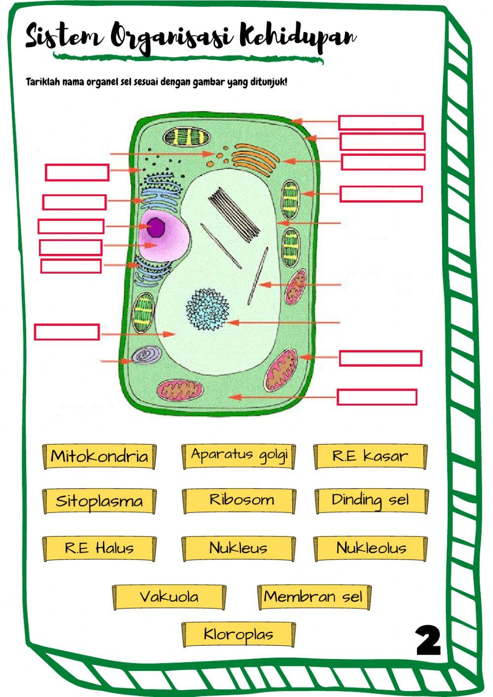 Organisasi Kehidupan