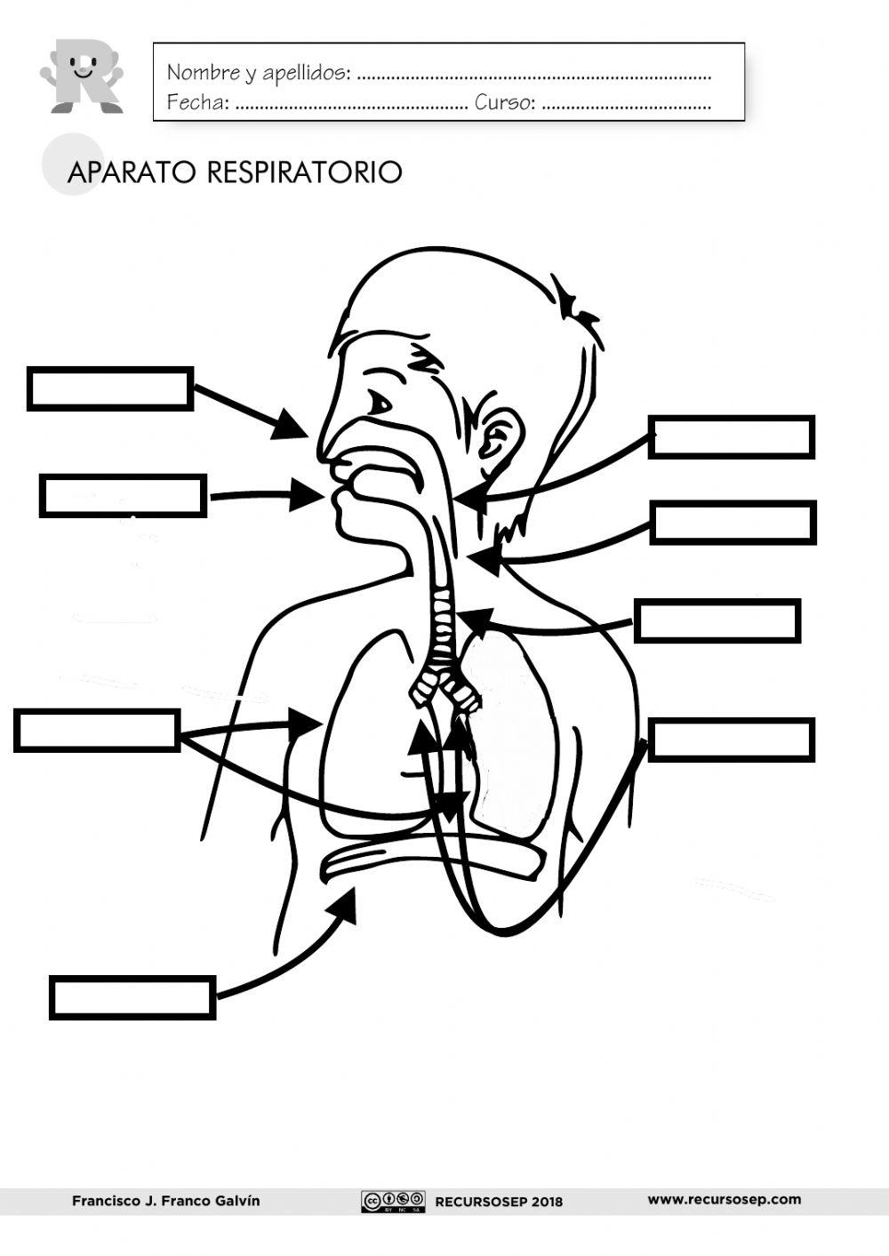 PARTES APARATO RESPIRATORIO 3º PRIMARIA