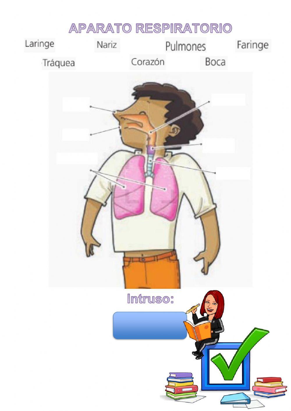 La Nutrición (seres humanos). Aparatos y órganos