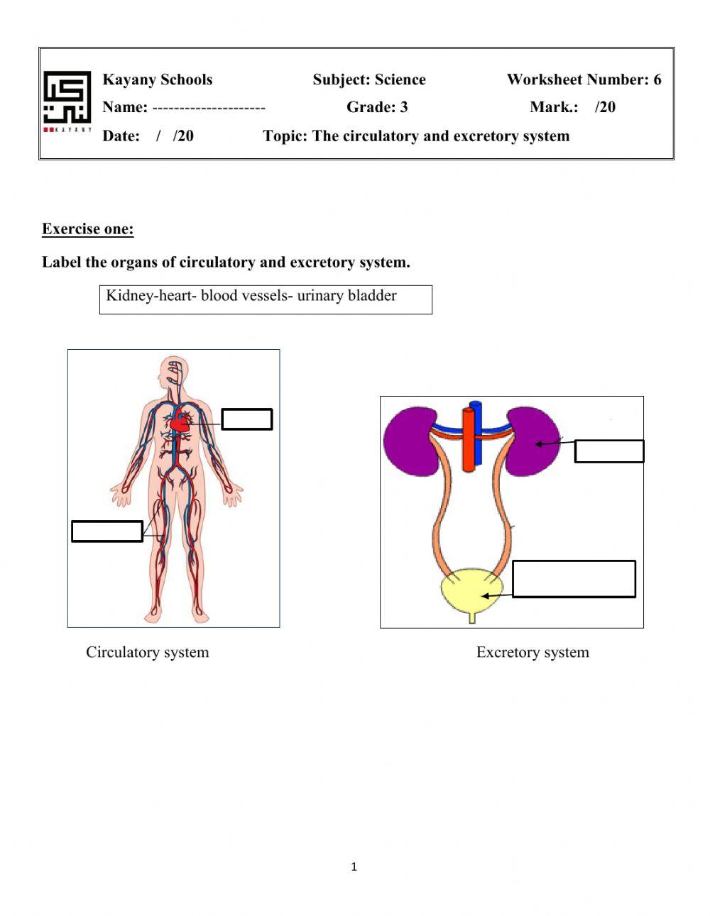 The Circulatory and Excretory Systems
