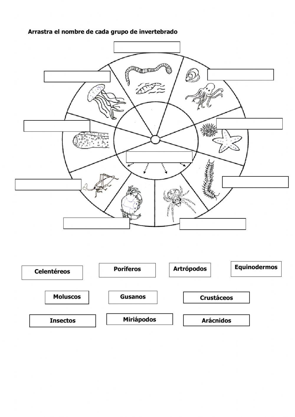 Animales vertebrados e invertebrados