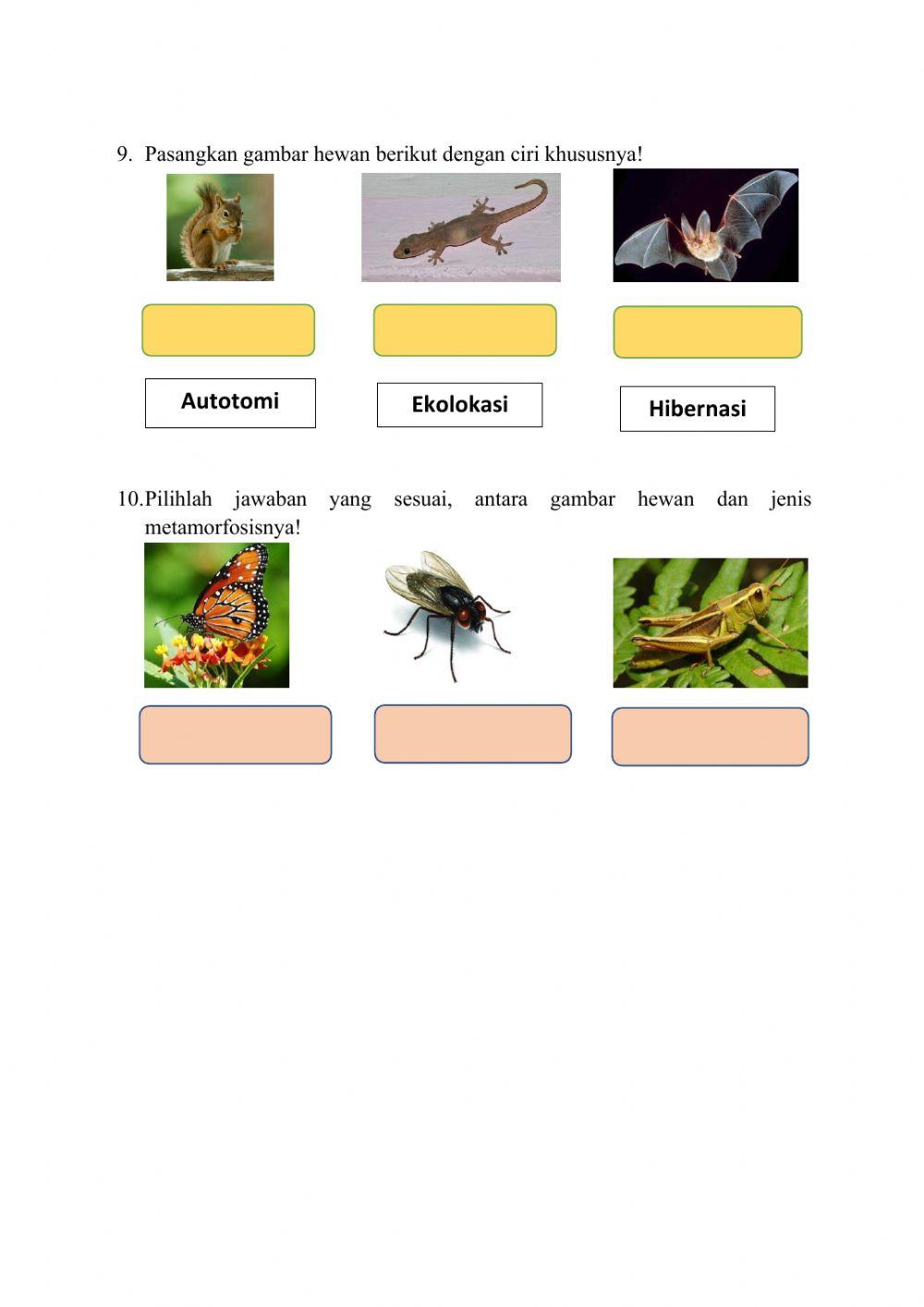 Lembar Kerja Siswa IPA