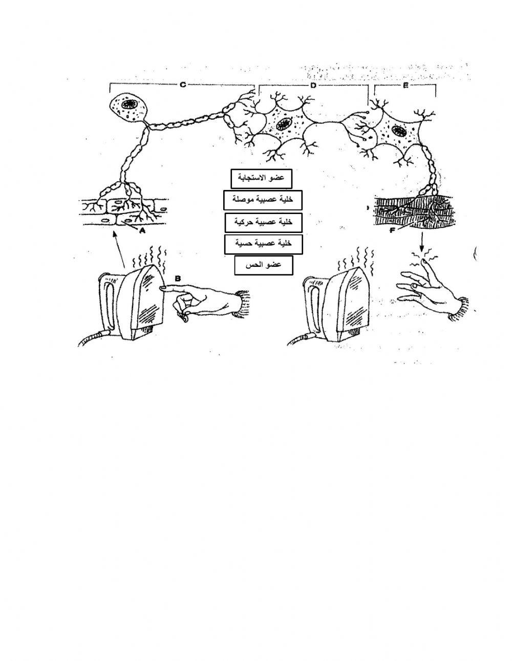 أنواع الخلايا العصبية