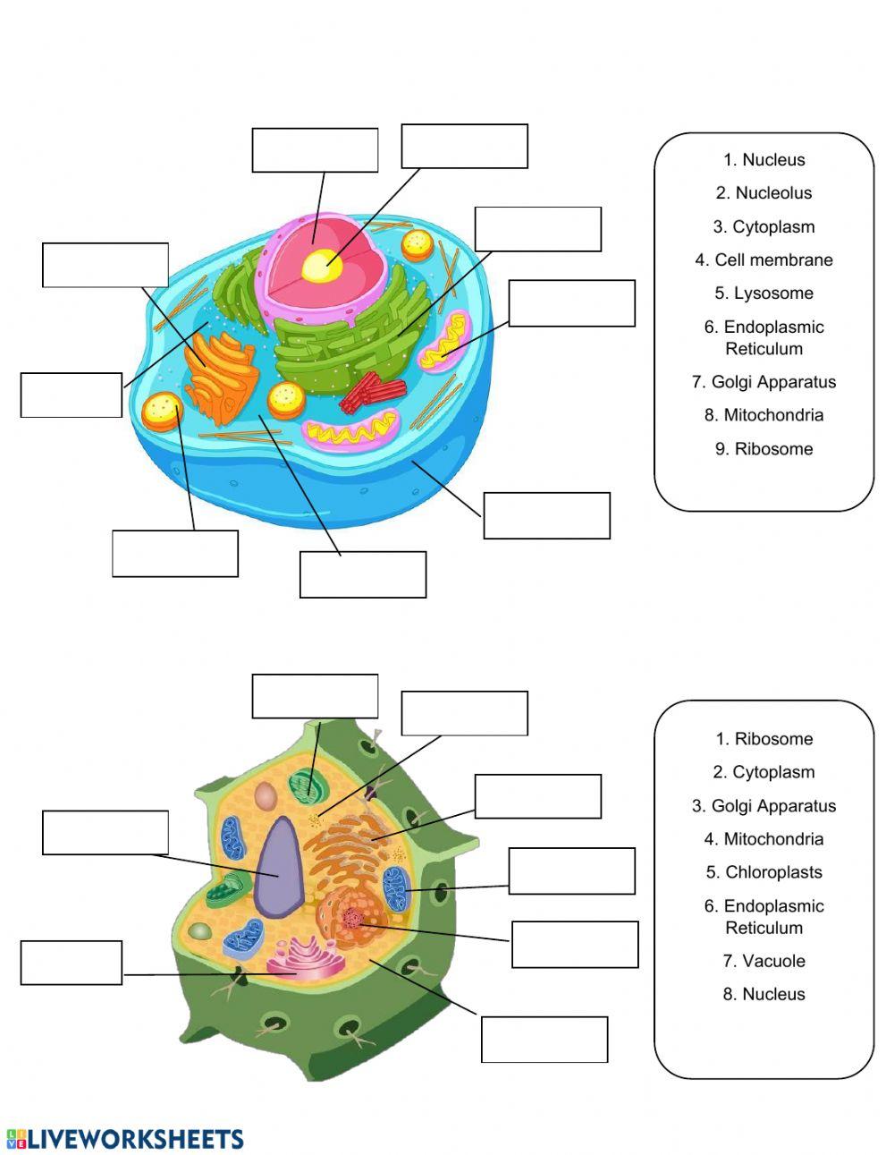 Cell Organelle Activity