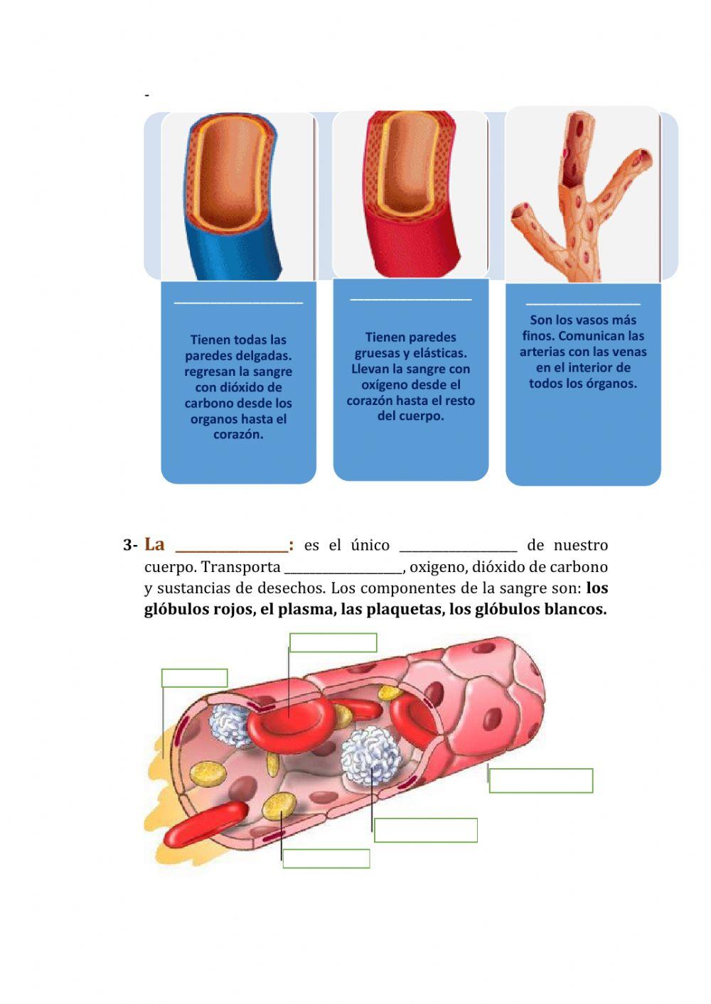 El sistema circulatorio