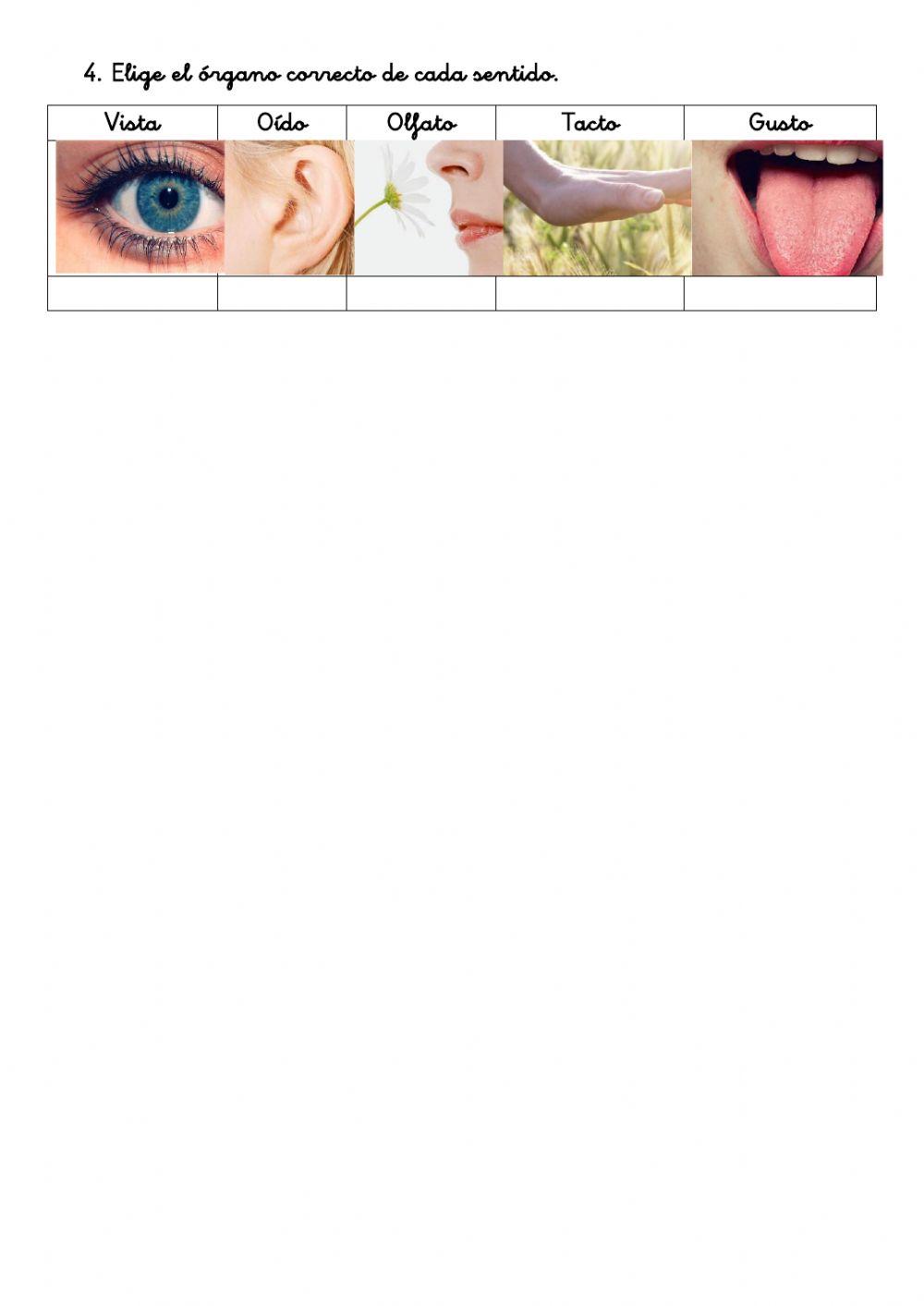 Repaso CCNN - Los sentidos 1